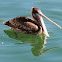 brown pelican