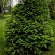 Arborvitae or Thuja