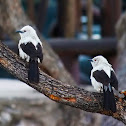 Southern pied babbler