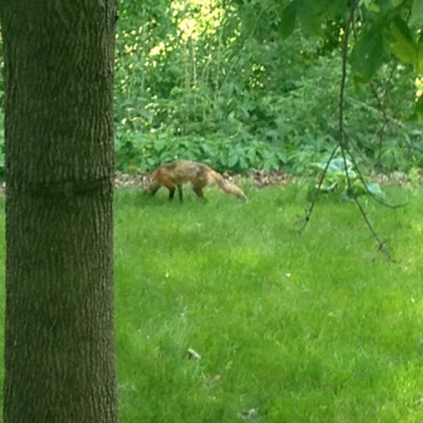 Red Fox | Project Noah