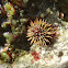 Purple sea urchin