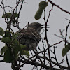 Chatham mockingbird