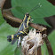 Yellow Striped Grasshopper