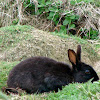 Black European Rabbit