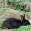 Black European Rabbit