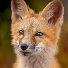 Red Fox by Ken Bruce - Animals Other Mammals