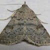 Bent-winged Owlet Moth