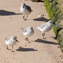 Sanderling