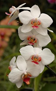 Free Download Roses and Flowers Tile Puzzle APK for Android