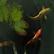 Fantastic Koi Fishes In Pond