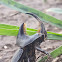 Rhinoceros beetle (Male)