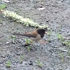 Dark-eyed Junco