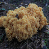 Coral fungi