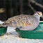 Common Bronzewing (male)