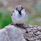 Common sparrow, gorrión común