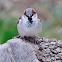 Common sparrow, gorrión común