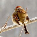 American Tree Sparrow