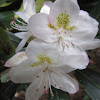 Great Laurel or Rosebay Rhododendron