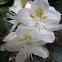 Great Laurel or Rosebay Rhododendron