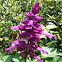 Purple Salvia, meadow sage
