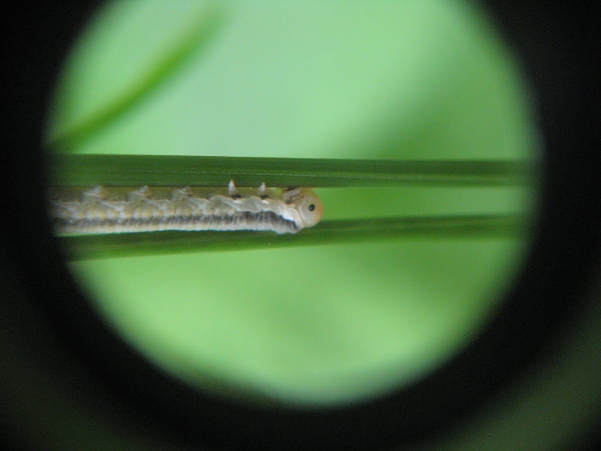 Sawfly caterpillar