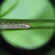 Sawfly caterpillar