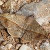 Mariposa folha (Leaf moth)