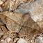 Mariposa folha (Leaf moth)