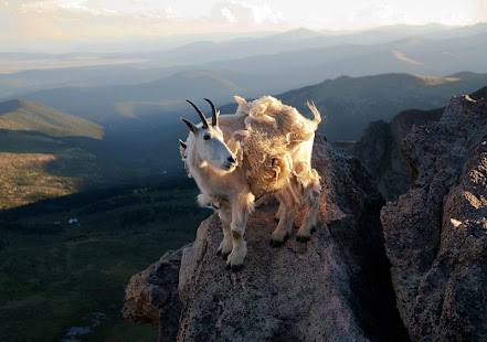 How to download Goat Wallpaper patch 1.0 apk for laptop