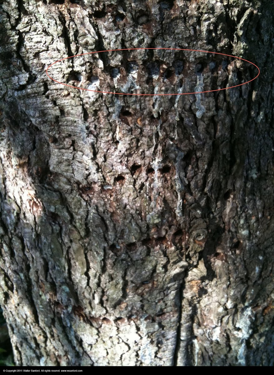 Holes in Blue Atlas Cedar tree trunk Project Noah