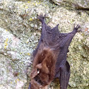 Indiana bat/ evening bat