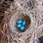 Robin Eggs