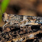 desert grasshopper