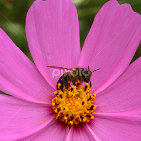 by Ina-Mart Botha - Novices Only Flowers & Plants