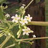 Papaya Flower