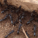 Matabele Ant