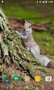 How to mod Squirrel Live Wallpaper 2.0 unlimited apk for pc