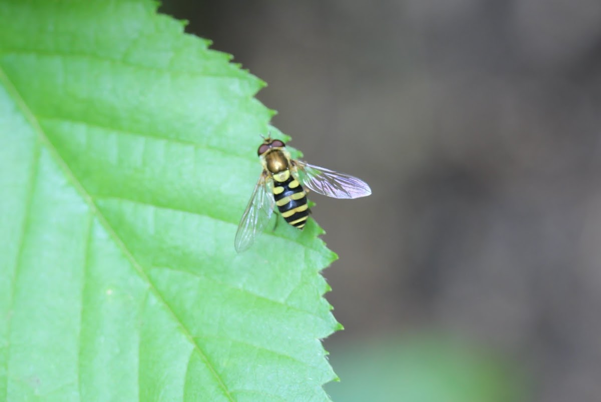 American hover fly