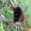 Woolly Bear