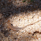 long-tailed brush lizard