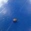 Brown Marmorated Stink Bug (nymph)