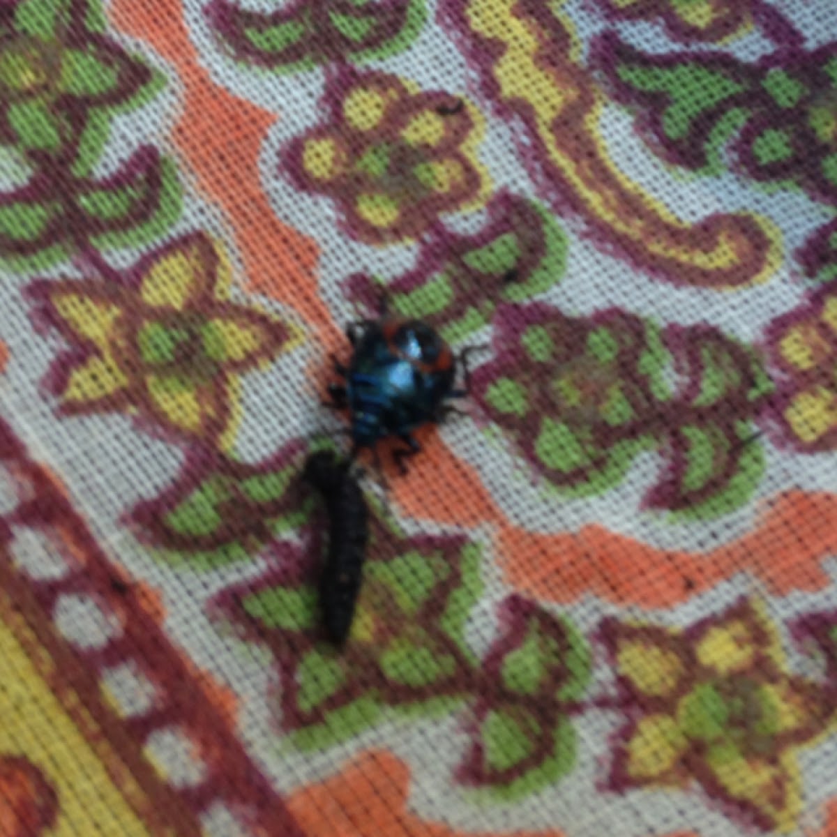 Predatory stink bug (nymph)