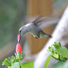 Ruby-throated Hummingbird       female