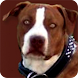 Pit Bulls As Pets