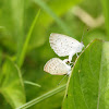 Pale grass blue mating