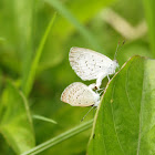 Pale grass blue mating