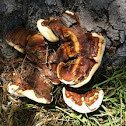 Brown Reishi Mushroom