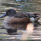 Northern Shoveler     male