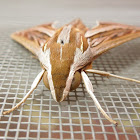 Silver-striped Hawk Moth