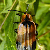 Tailed Net-winged beetle